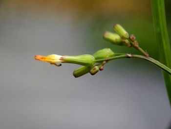 Close-up of rose bud growing on plant