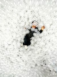 Close-up of white flower