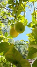 Low angle view of fruits on tree against sky