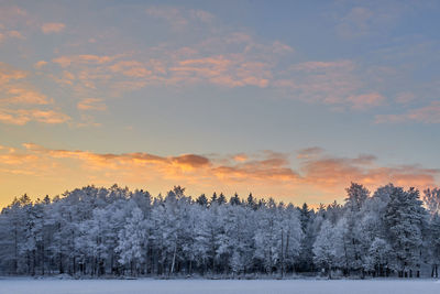 Snow covered trees against sky during sunset