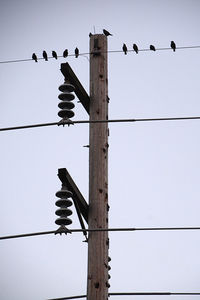 Low angle view of birds perching on cable against sky