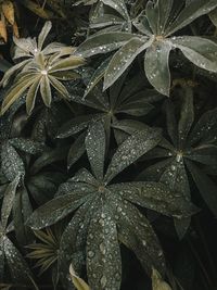 Full frame shot of raindrops on leaves