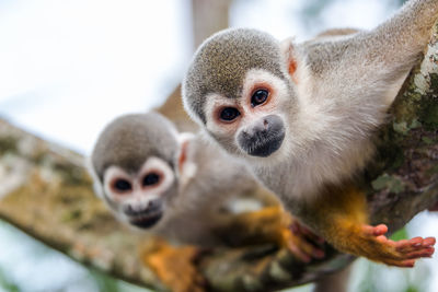 Portrait of squirrel monkeys on branch in forest