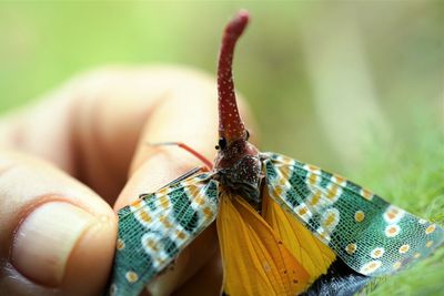 The stunning lanternfly showing its fore wings and hind wings on my hand.