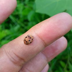 Close-up of hand holding ladybug