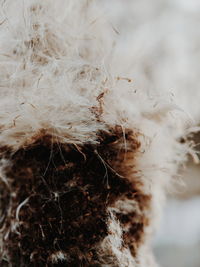 Close-up of feather on plant