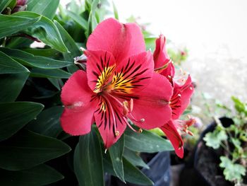 Close-up of pink flowering plant