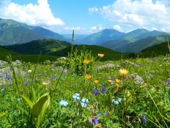View of flowers growing in field