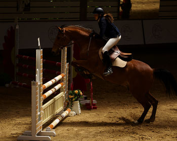 Side view of horse standing on field