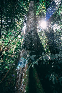 Sunlight streaming through trees in forest