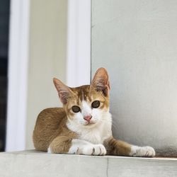 Portrait of cat sitting on wall