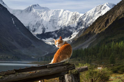 Bird sitting on wood against mountains