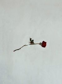 Close-up of insect on white wall