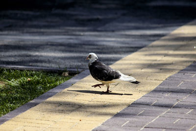 Close-up of bird perching on shadow