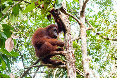 Monkey sitting on tree in forest