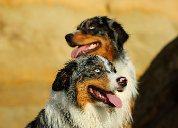 Two bernese mountain dogs with tongues out