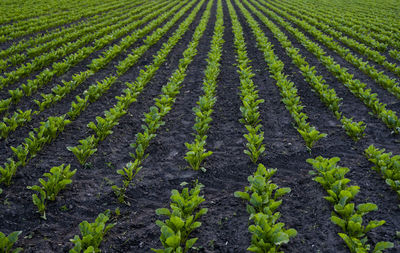 High angle view of plants on field