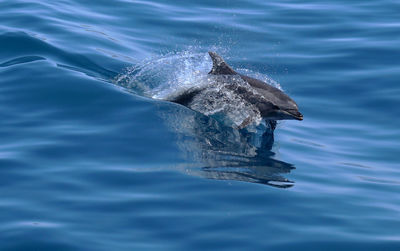 View of an animal swimming in sea