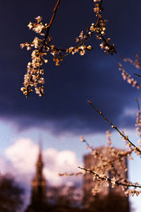 Low angle view of flowers on branch against sky