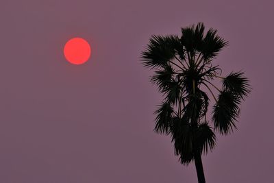 Low angle view of palm tree against clear sky