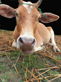 Portrait of cow