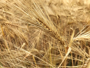 Close-up of wheat field