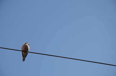 Low angle view of bird perching on cable against clear blue sky