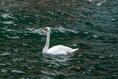 High angle view of swan swimming in lake