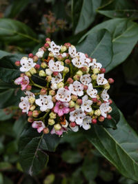 Close-up of white flowering plants