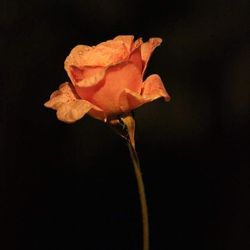 Close-up of rose over black background