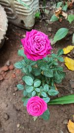 High angle view of pink rose flower
