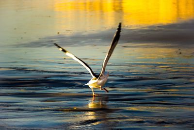 Bird on lake