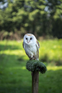 Portrait of owl perching on wooden post