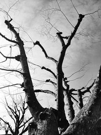 Low angle view of bare tree against sky