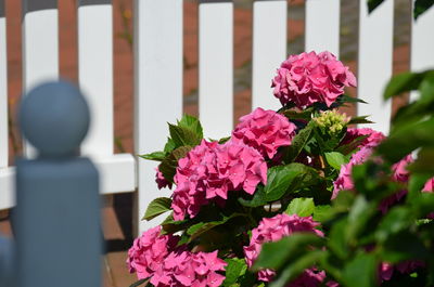 Close-up of pink flowers