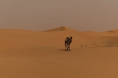 Sahara desert in morocco