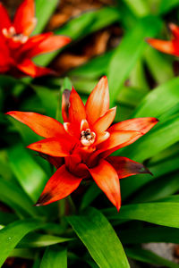 Close-up of insect on orange flower