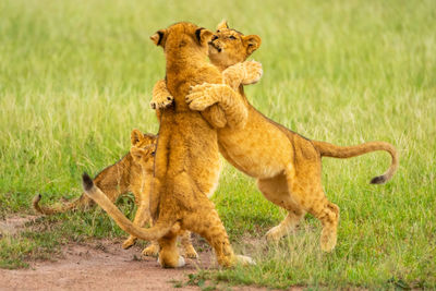 Two lion cubs play fighting near others