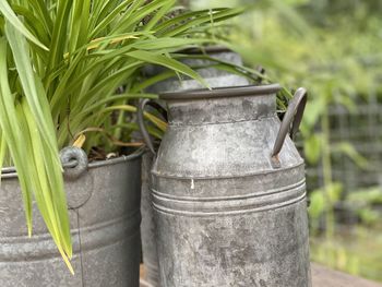 Close-up of lizard on potted plant in yard