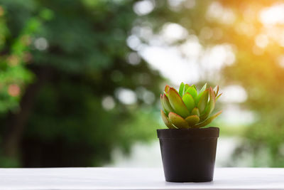 Close-up of potted plant on table