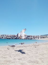 Scenic view of beach against clear blue sky