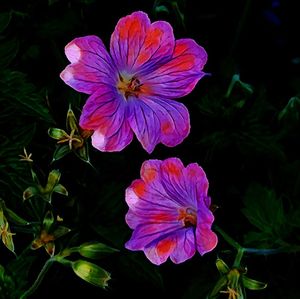 Close-up of cosmos flowers blooming outdoors