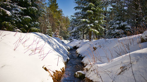 Snow covered land and trees in forest