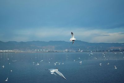 Seagulls flying over sea against sky