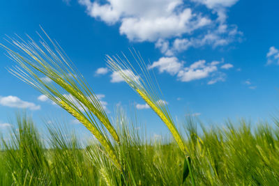 Close-up of wheat growing on field against sky