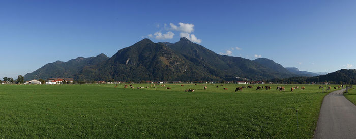 Cows on grassy landscape against mountains