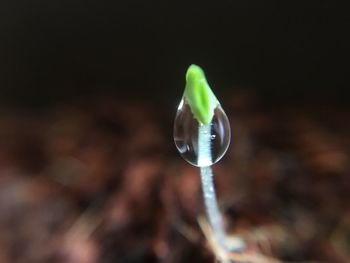 Close-up of water drop on plant