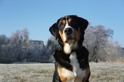 Dog looking away on field