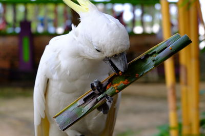 Close-up of cockatoo eating food