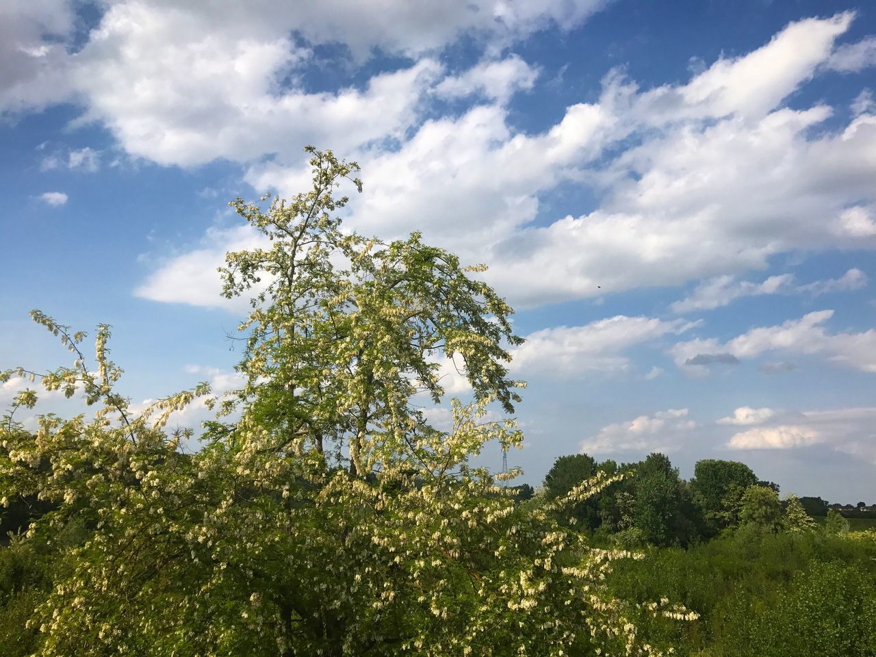 tree, nature, growth, sky, low angle view, beauty in nature, cloud - sky, no people, outdoors, day, treetop, freshness, branch